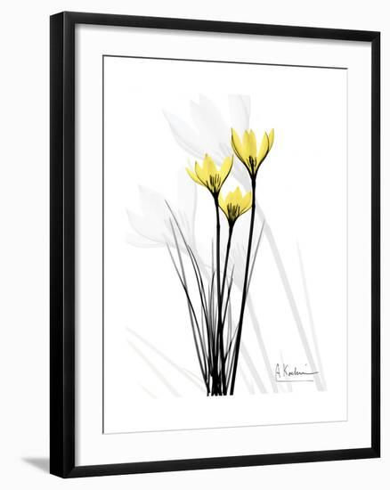 Canary Lily Portrait-Albert Koetsier-Framed Art Print