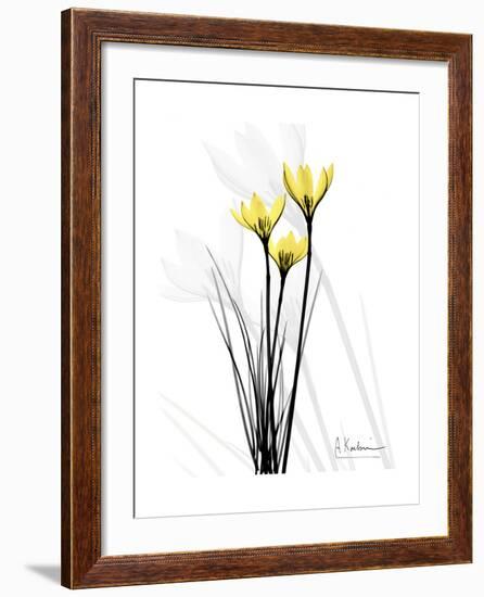 Canary Lily Portrait-Albert Koetsier-Framed Art Print