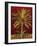 Canary Palm-Rodolfo Jimenez-Framed Art Print