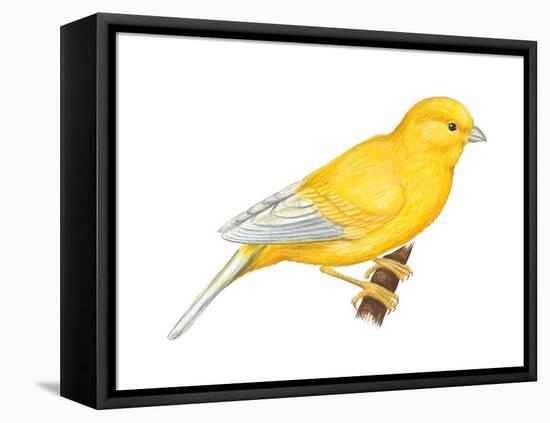 Canary (Serinus Canaria), Birds-Encyclopaedia Britannica-Framed Stretched Canvas