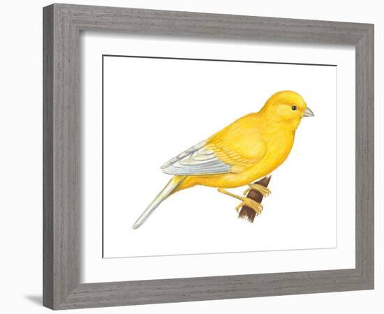 Canary (Serinus Canaria), Birds-Encyclopaedia Britannica-Framed Art Print