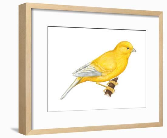 Canary (Serinus Canaria), Birds-Encyclopaedia Britannica-Framed Art Print