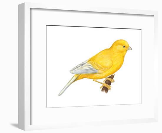 Canary (Serinus Canaria), Birds-Encyclopaedia Britannica-Framed Art Print