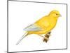 Canary (Serinus Canaria), Birds-Encyclopaedia Britannica-Mounted Art Print