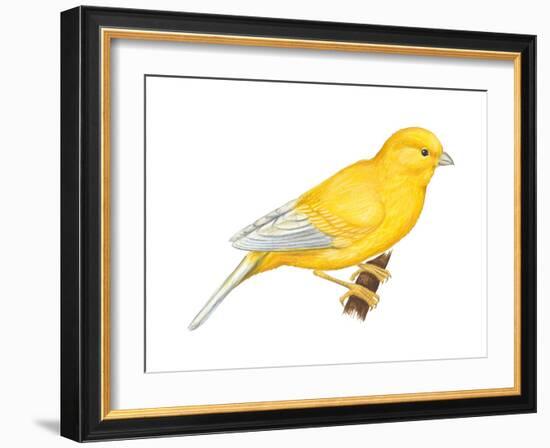 Canary (Serinus Canaria), Birds-Encyclopaedia Britannica-Framed Art Print