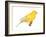 Canary (Serinus Canaria), Birds-Encyclopaedia Britannica-Framed Art Print