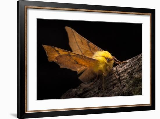 Canary-Shouldered Thorn Moth (Ennomos Alniaria). Peak District National Park, Derbyshire, UK-Alex Hyde-Framed Photographic Print