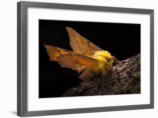 Canary-Shouldered Thorn Moth (Ennomos Alniaria). Peak District National Park, Derbyshire, UK-Alex Hyde-Framed Photographic Print