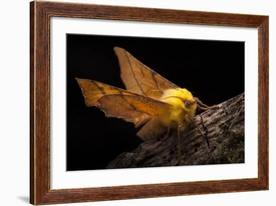 Canary-Shouldered Thorn Moth (Ennomos Alniaria). Peak District National Park, Derbyshire, UK-Alex Hyde-Framed Photographic Print