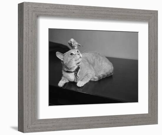 Canary Sitting on House Cat's Head-null-Framed Photographic Print