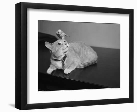 Canary Sitting on House Cat's Head-null-Framed Photographic Print