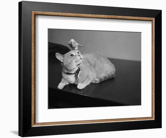 Canary Sitting on House Cat's Head-null-Framed Photographic Print