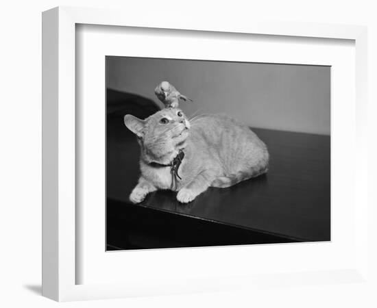 Canary Sitting on House Cat's Head-null-Framed Photographic Print