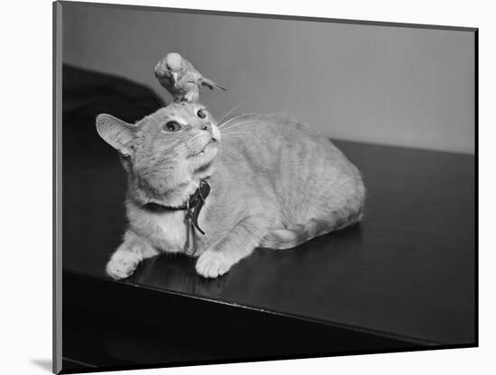 Canary Sitting on House Cat's Head-null-Mounted Photographic Print