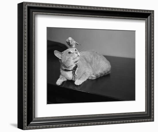 Canary Sitting on House Cat's Head-null-Framed Photographic Print