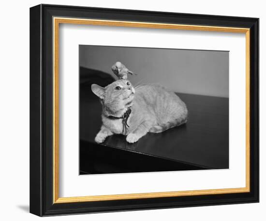 Canary Sitting on House Cat's Head-null-Framed Photographic Print