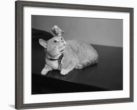 Canary Sitting on House Cat's Head-null-Framed Photographic Print