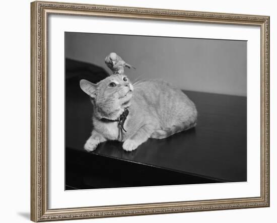 Canary Sitting on House Cat's Head-null-Framed Photographic Print