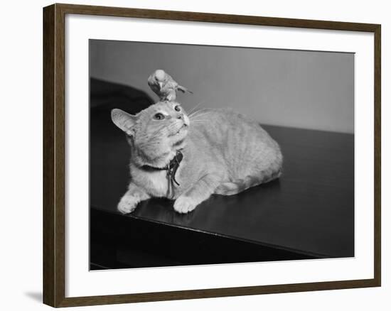 Canary Sitting on House Cat's Head-null-Framed Photographic Print