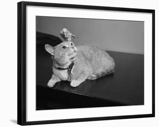 Canary Sitting on House Cat's Head-null-Framed Photographic Print