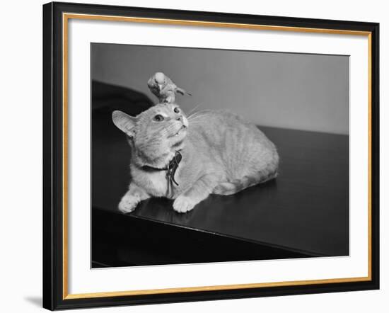 Canary Sitting on House Cat's Head-null-Framed Photographic Print