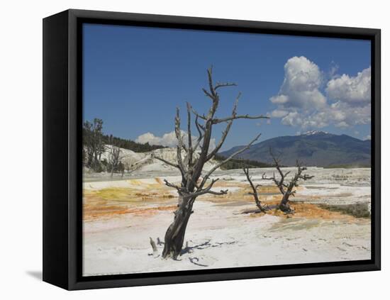 Canary Spring, Top Main Terrace, Mammoth Hot Springs, Yellowstone National Park, Wyoming, USA-Neale Clarke-Framed Premier Image Canvas