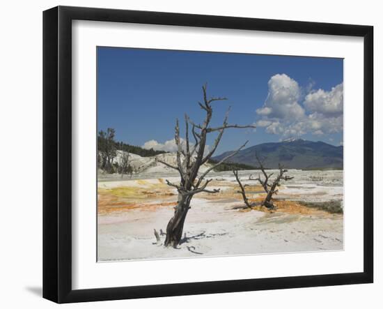 Canary Spring, Top Main Terrace, Mammoth Hot Springs, Yellowstone National Park, Wyoming, USA-Neale Clarke-Framed Photographic Print