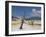 Canary Spring, Top Main Terrace, Mammoth Hot Springs, Yellowstone National Park, Wyoming, USA-Neale Clarke-Framed Photographic Print