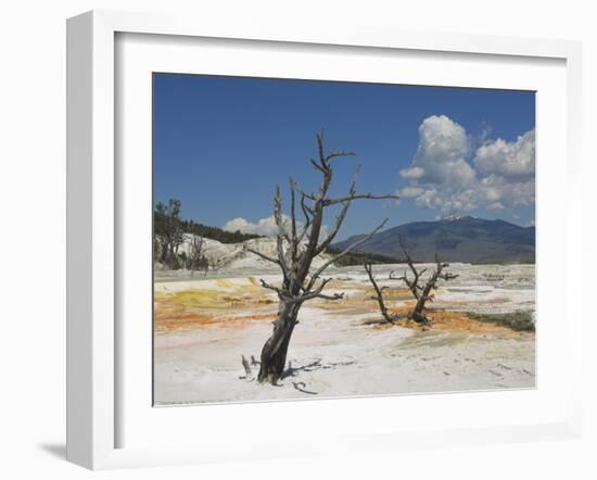 Canary Spring, Top Main Terrace, Mammoth Hot Springs, Yellowstone National Park, Wyoming, USA-Neale Clarke-Framed Photographic Print