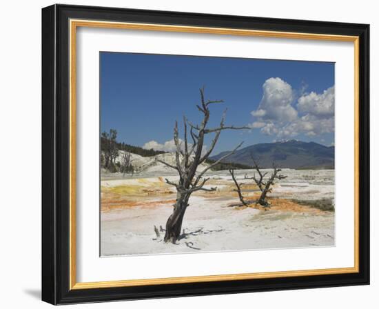 Canary Spring, Top Main Terrace, Mammoth Hot Springs, Yellowstone National Park, Wyoming, USA-Neale Clarke-Framed Photographic Print