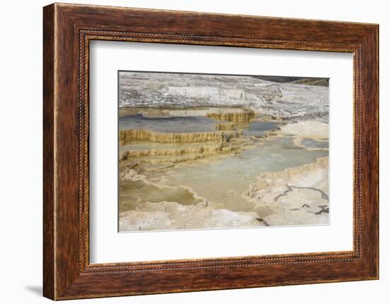 Canary Spring, Travertine Terraces, Mammoth Hot Springs, Yellowstone National Park, Wyoming, U.S.A.-Gary Cook-Framed Photographic Print