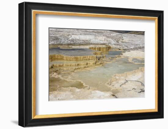 Canary Spring, Travertine Terraces, Mammoth Hot Springs, Yellowstone National Park, Wyoming, U.S.A.-Gary Cook-Framed Photographic Print