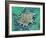 Cancer Cell Apoptosis, SEM-Steve Gschmeissner-Framed Photographic Print