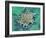 Cancer Cell Apoptosis, SEM-Steve Gschmeissner-Framed Photographic Print