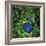 Cancer Cells, Light Micrograph-Science Photo Library-Framed Premium Photographic Print