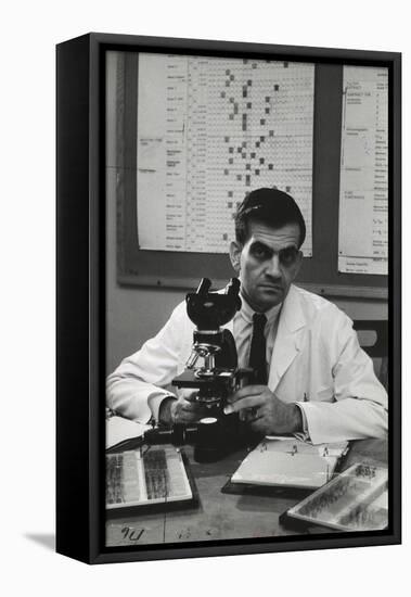 Cancer Specialist Dr. Ernest L. Wynder at Microscope in His Office, 1957-Alfred Eisenstaedt-Framed Premier Image Canvas