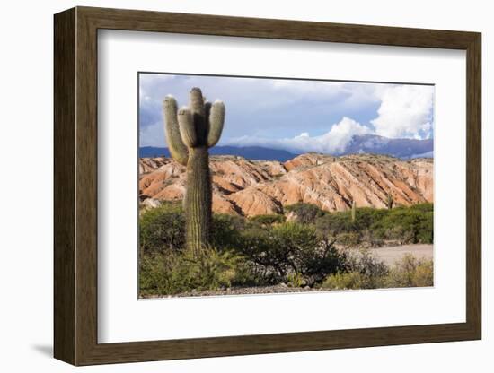 Candelabra Cactus, Valle Tin Tin, Los Cardones Park, Argentina-Peter Groenendijk-Framed Photographic Print