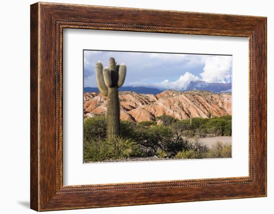 Candelabra Cactus, Valle Tin Tin, Los Cardones Park, Argentina-Peter Groenendijk-Framed Photographic Print