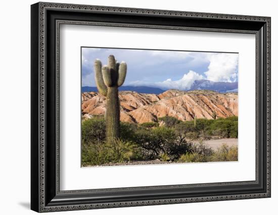 Candelabra Cactus, Valle Tin Tin, Los Cardones Park, Argentina-Peter Groenendijk-Framed Photographic Print