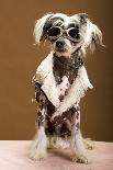 Sexy Chinese Crested Hairless Sporting A Cool Coat And Glasses-Candicecunningham-Framed Premier Image Canvas