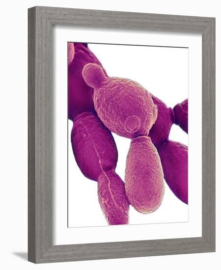 Candida Albicans Yeast, SEM-Science Photo Library-Framed Photographic Print