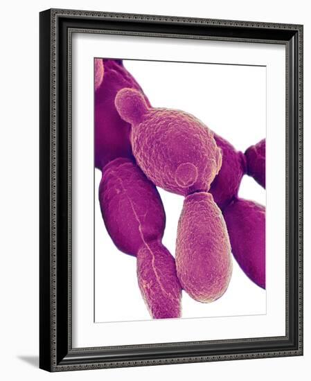 Candida Albicans Yeast, SEM-Science Photo Library-Framed Photographic Print