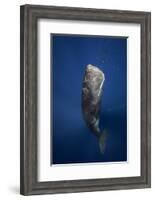 Candle Sperm Whale-Barathieu Gabriel-Framed Photographic Print
