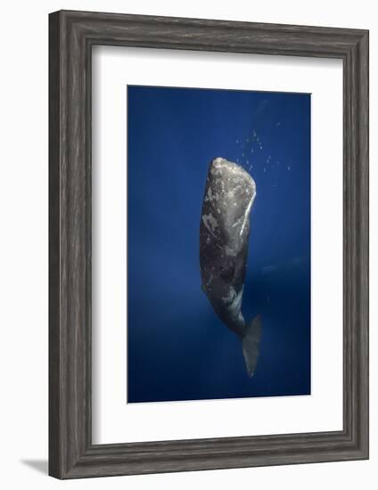 Candle Sperm Whale-Barathieu Gabriel-Framed Photographic Print