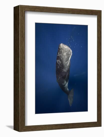 Candle Sperm Whale-Barathieu Gabriel-Framed Photographic Print