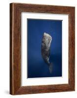 Candle Sperm Whale-Barathieu Gabriel-Framed Photographic Print