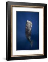 Candle Sperm Whale-Barathieu Gabriel-Framed Photographic Print