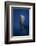 Candle Sperm Whale-Barathieu Gabriel-Framed Photographic Print