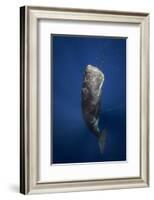 Candle Sperm Whale-Barathieu Gabriel-Framed Photographic Print