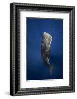 Candle Sperm Whale-Barathieu Gabriel-Framed Photographic Print